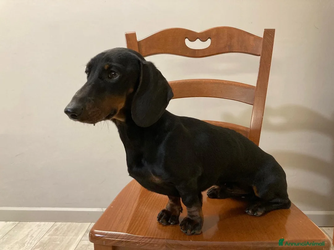 Bassotto cani per accoppiamento: Bassotto nero focato kaninkeen  - Annuncio 3