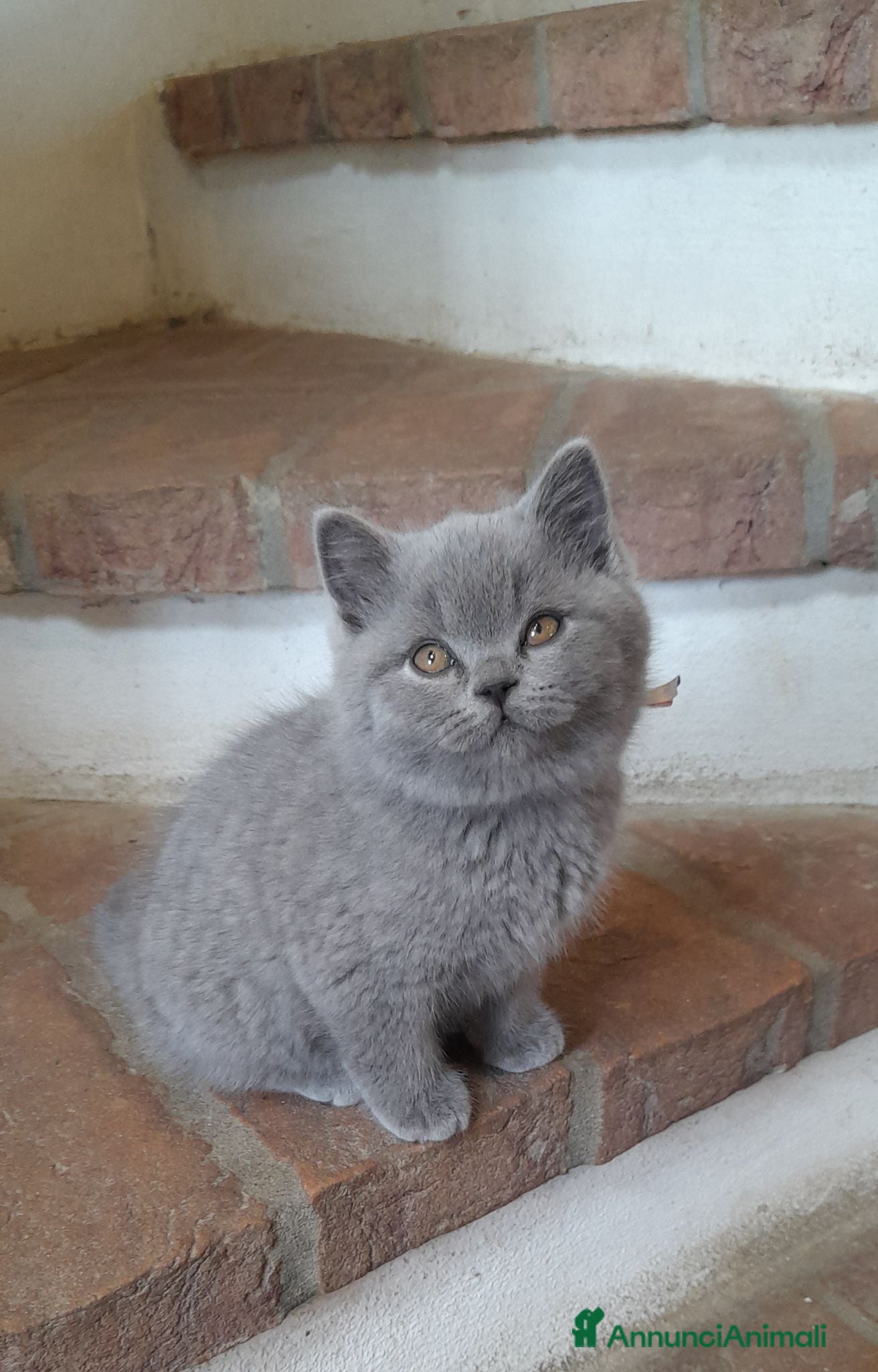 British gatti cucciolo di British femmina - Annuncio 2
