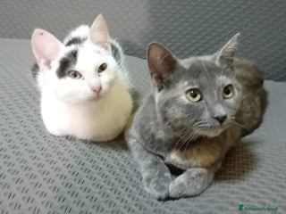 Meticcio gatti DUE TENERI AMICI : BIANCO E TEMPESTA - Annuncio 1