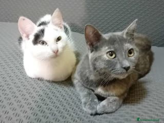 Meticcio gatti DUE TENERI AMICI : BIANCO E TEMPESTA - Annuncio 30