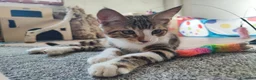 Altre razze gatti in vendita: Dolcissimi gattini cercano una famiglia amorevole - Annuncio 14