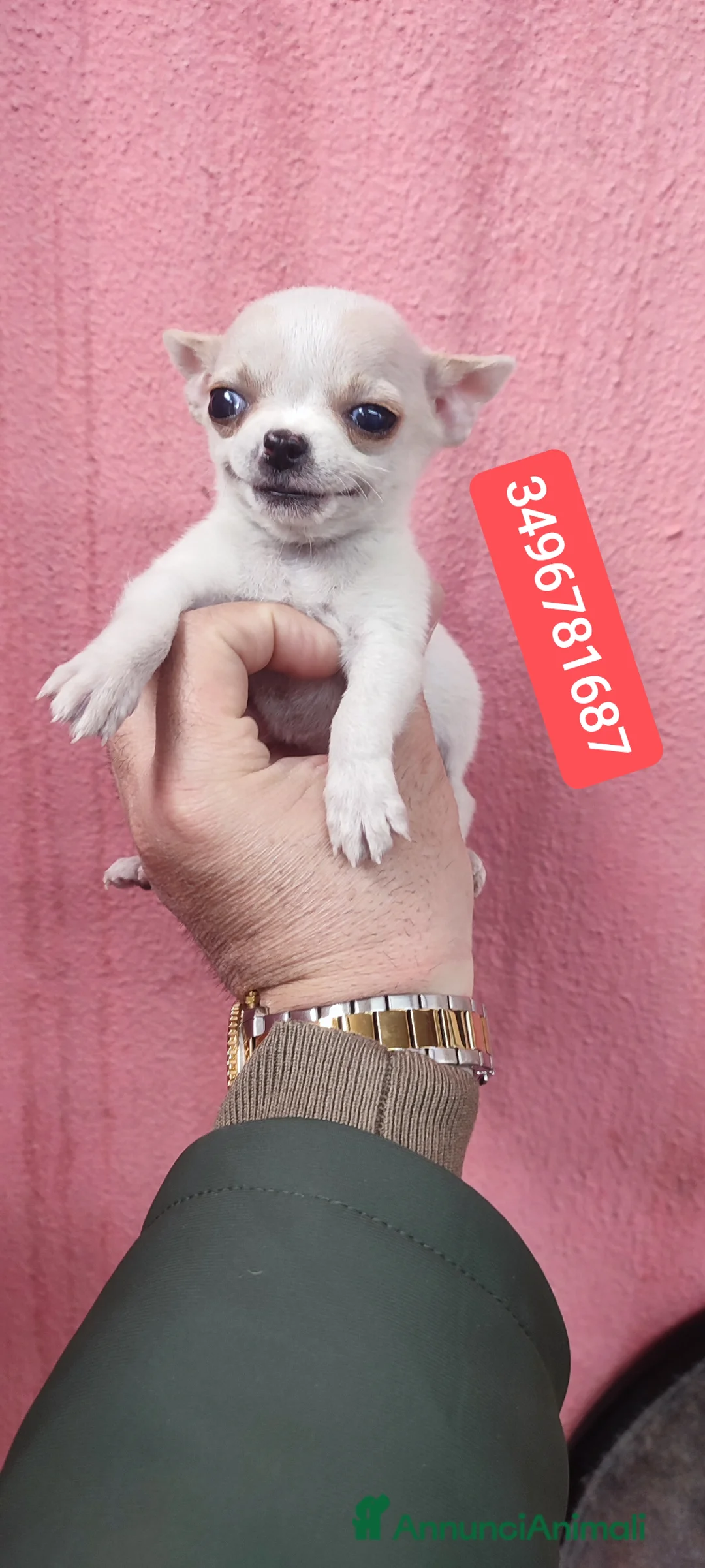 Chihuahua cani in vendita: CHIHUAHUA stupenda cucciolina - Annuncio 1