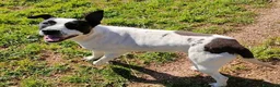 Meticcio cani in regalo: Alice  - Annuncio 4