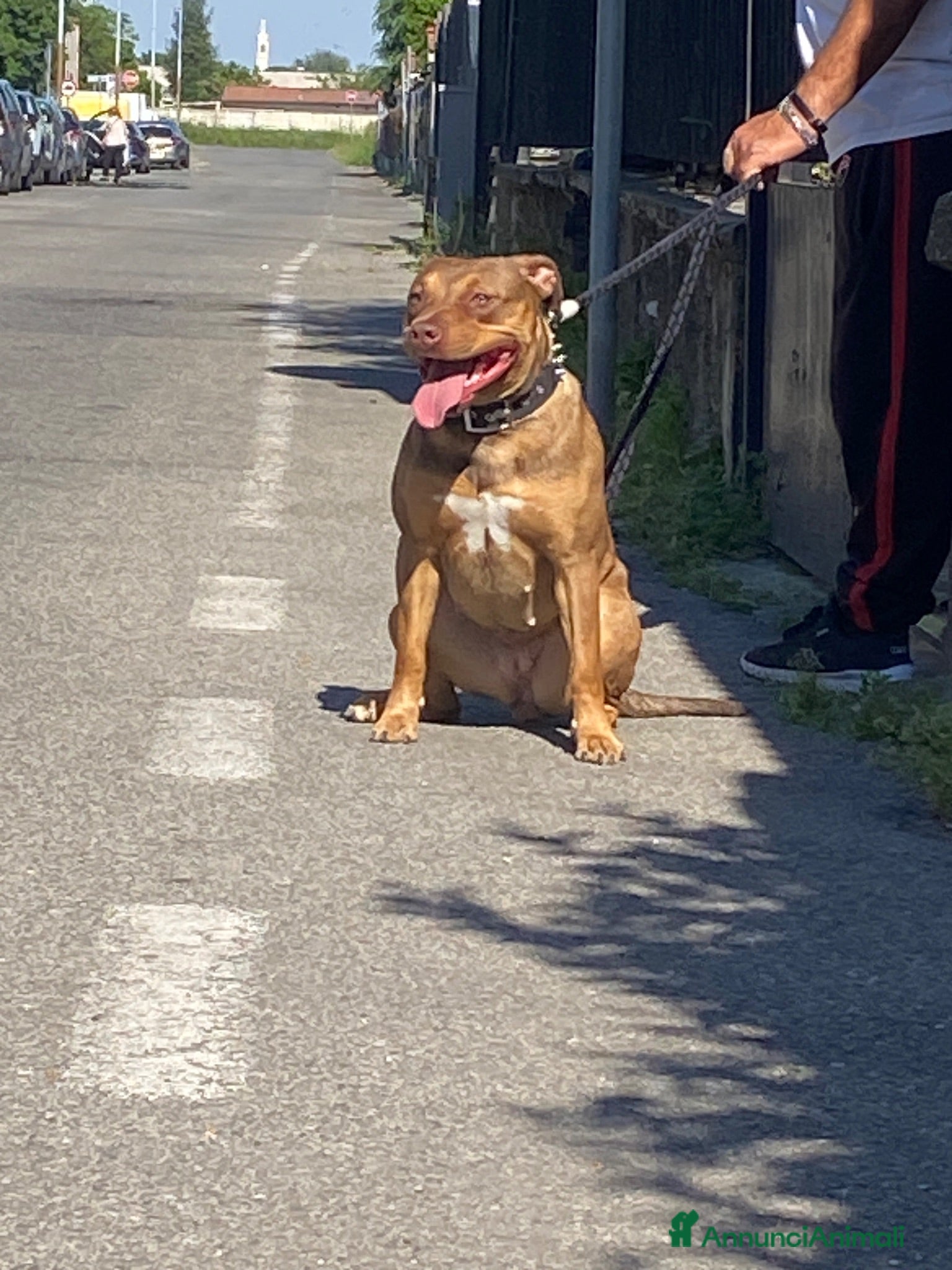 Pitbull cani Cuccioli American Pitbull UKC con Pedigree  - Annuncio 2