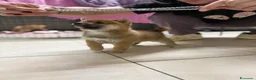 Shiba Inu cani in vendita: Shiba inu - Annuncio 3