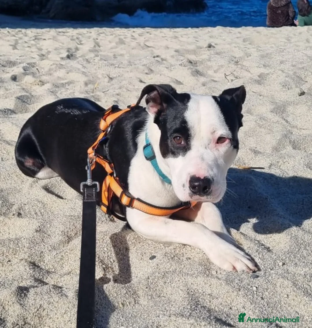 Meticcio cani in regalo: UNA MAMMA PER JACK a Città metropolitana di Milano - Annuncio 1