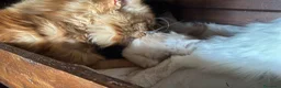 Maine Coon gatti in vendita: Maine coon con difetto prezzo simbolico  - Annuncio 3