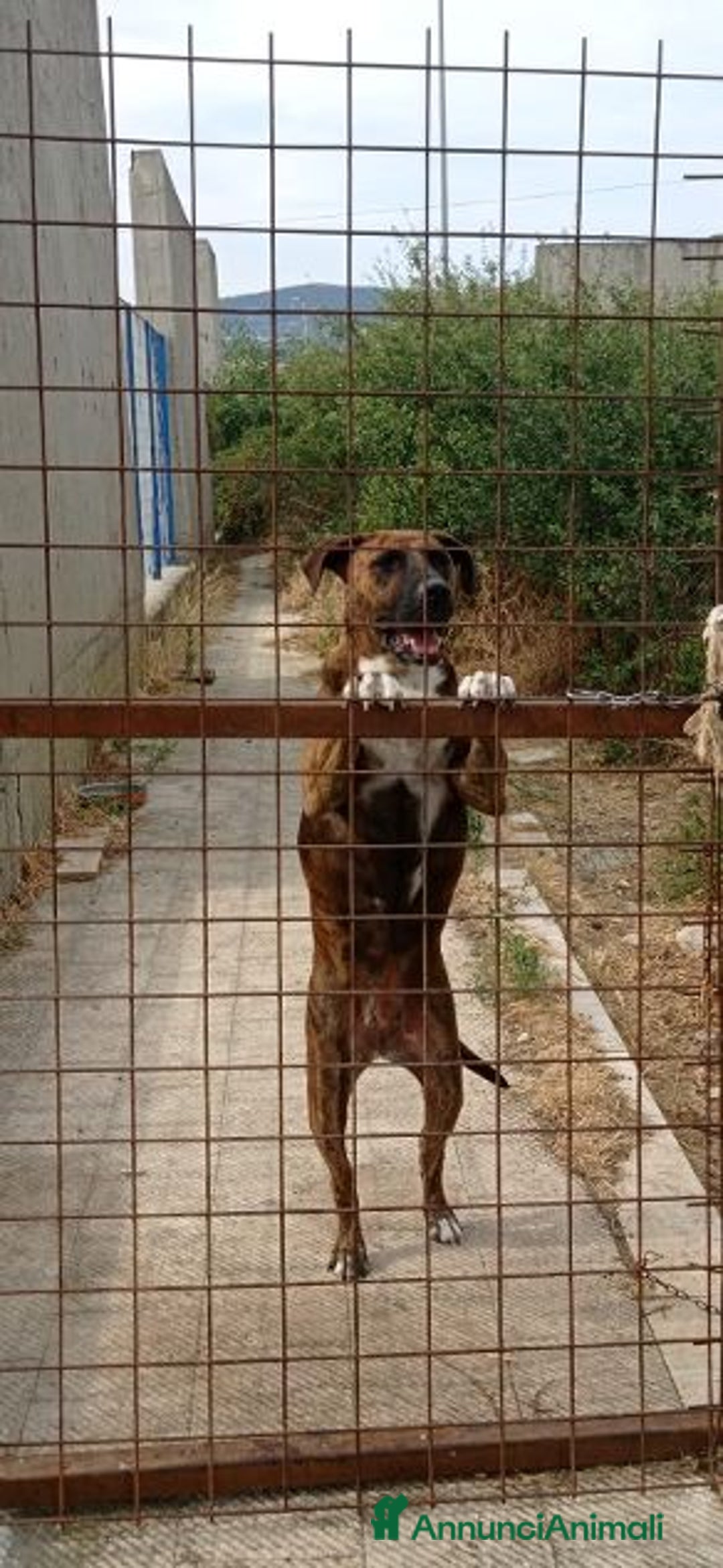 Altre razze cani in regalo: MORGANA 5anni buona con le persone! tg grande - Annuncio 2