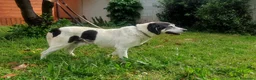 Meticcio cani in regalo: VALERIO DIVERSAMENTE CUCCIOLO - Annuncio 11