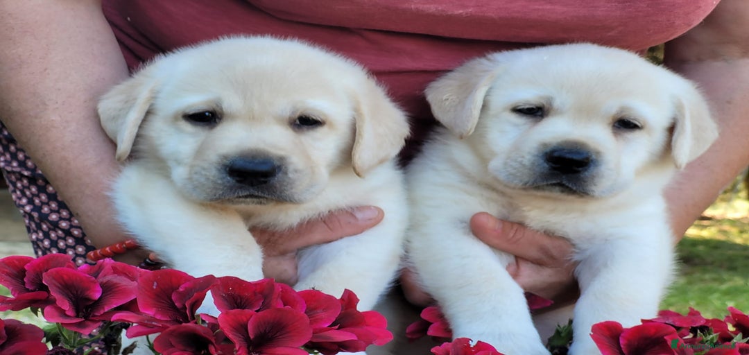 Immagine della galleria {{count}}