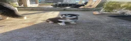 Husky cani in vendita: Cuccioli di Husky originali  - Annuncio 2