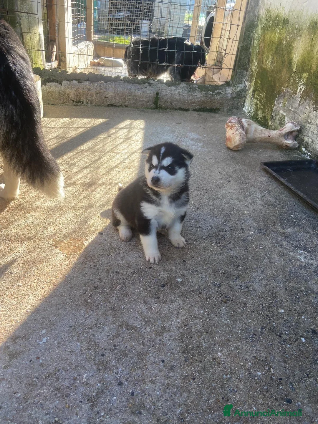 Husky cani in vendita: Cuccioli di Husky originali  - Annuncio 2