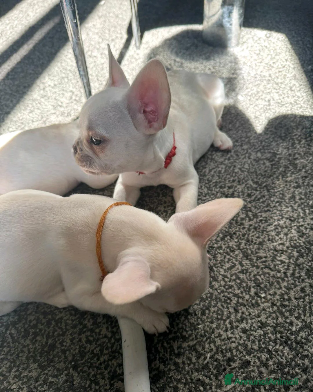 Bulldog Francese cani in vendita: Cuccioli di Bulldog Francese Registrati KC a Città metropolitana di Milano - Annuncio 8