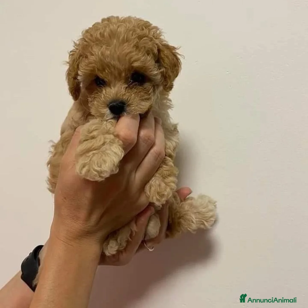 Barboncino Toy cani in vendita: barboncino toy  - Annuncio 1