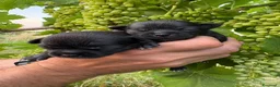 Chihuahua cani in vendita: Cuccioli di chihuahua  a Provincia di Ravenna - Annuncio 8