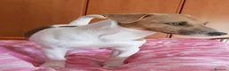Jack Russell cani per accoppiamento: Jack Russell cerca femmina per accoppiamento a Provincia di Varese - Annuncio 2