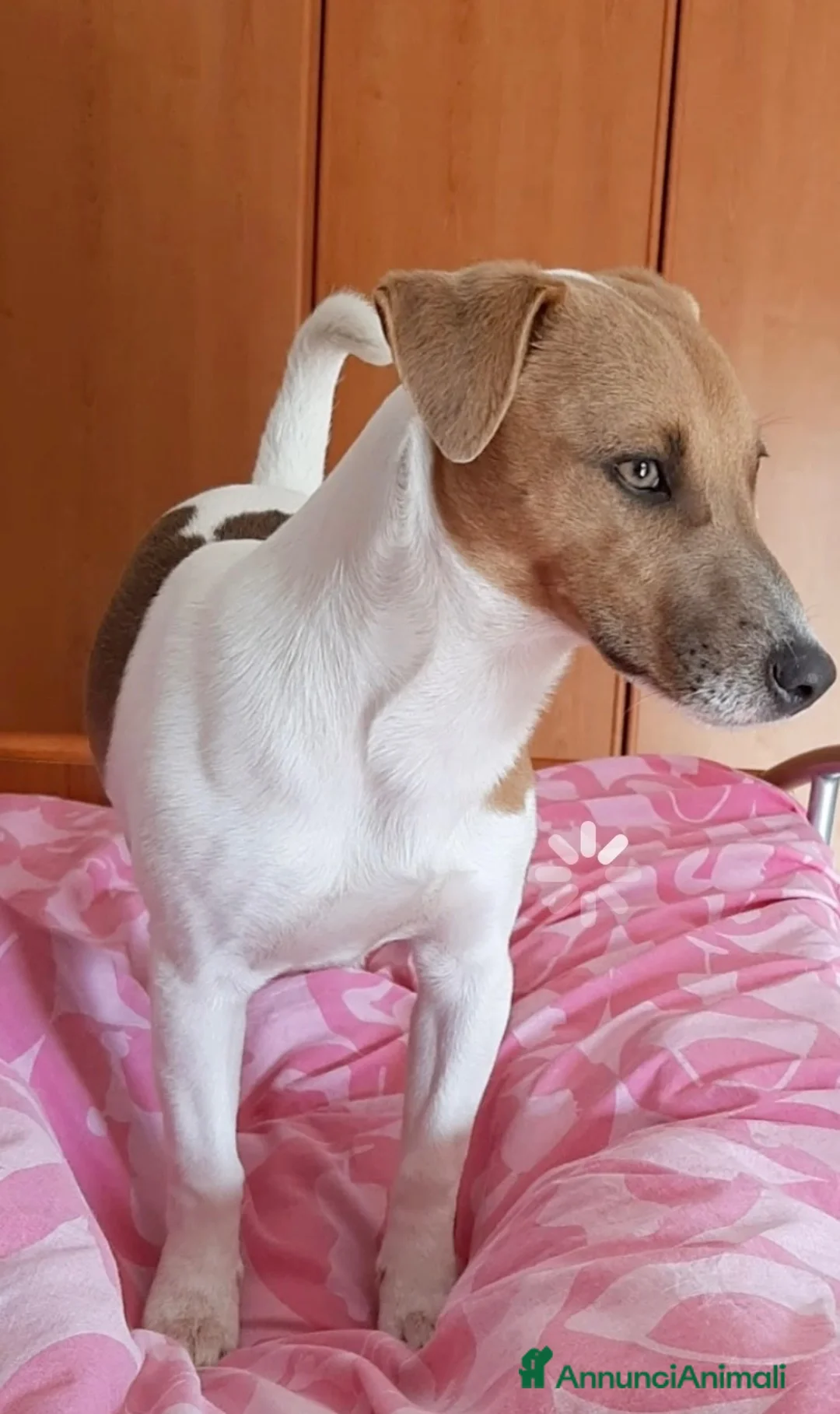 Jack Russell cani per accoppiamento: Jack Russell cerca femmina per accoppiamento a Provincia di Varese - Annuncio 2