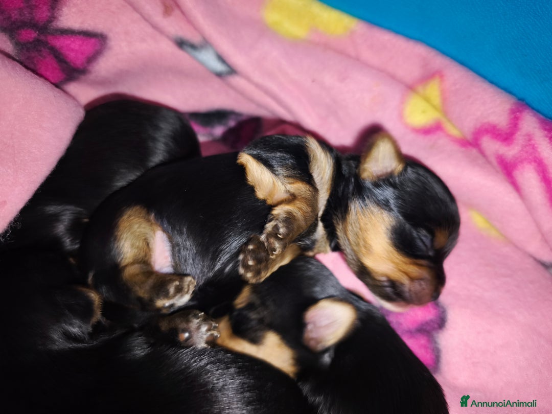 Yorkshire cani in vendita: Yorkshire toy - Annuncio 7