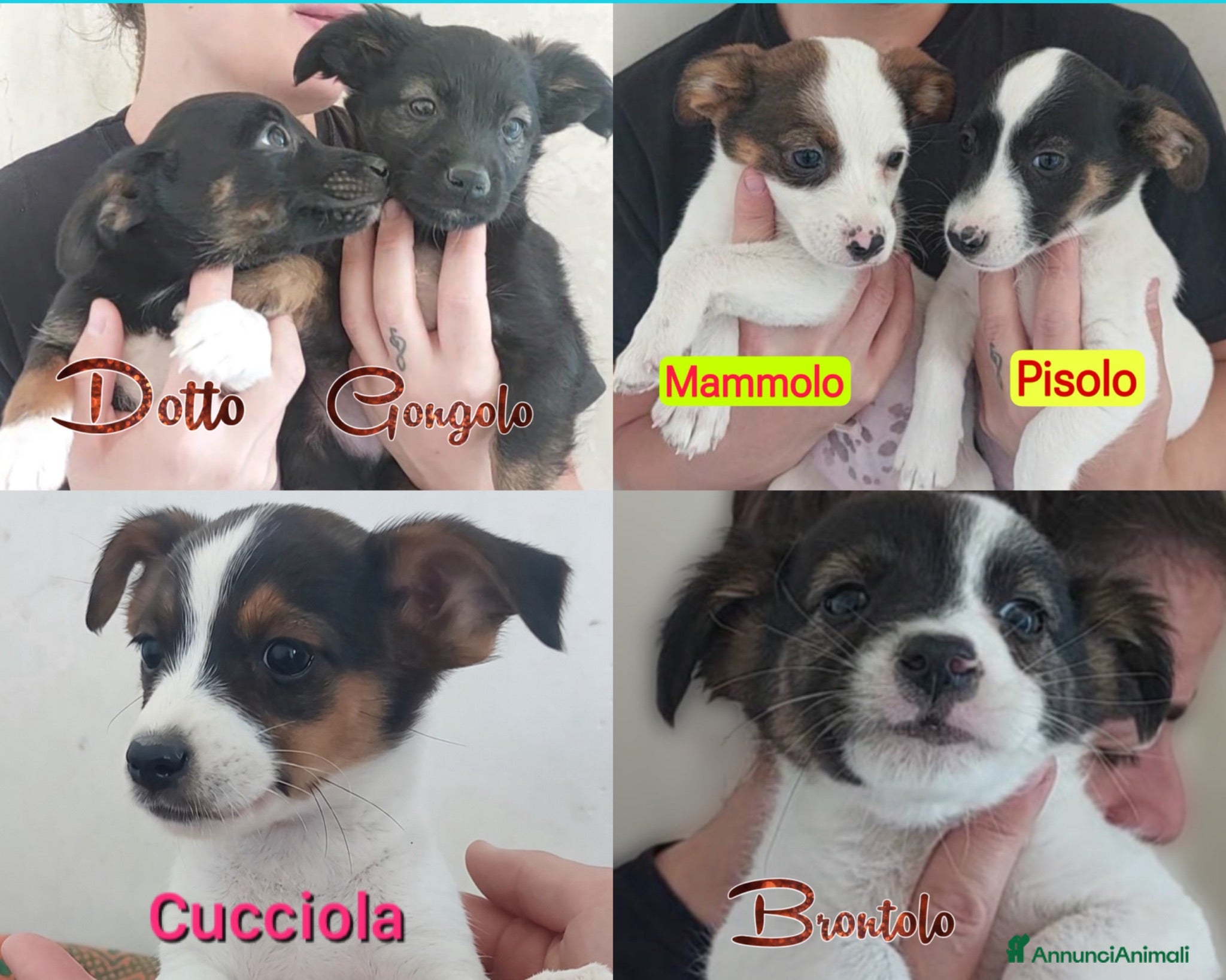 Meticcio cani Cuccioli di 3 mesi simil jackrussel tg piccola  - Annuncio 1