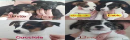 Meticcio cani in regalo: Cuccioli di 3 mesi simil jackrussel tg piccola  - Annuncio 1