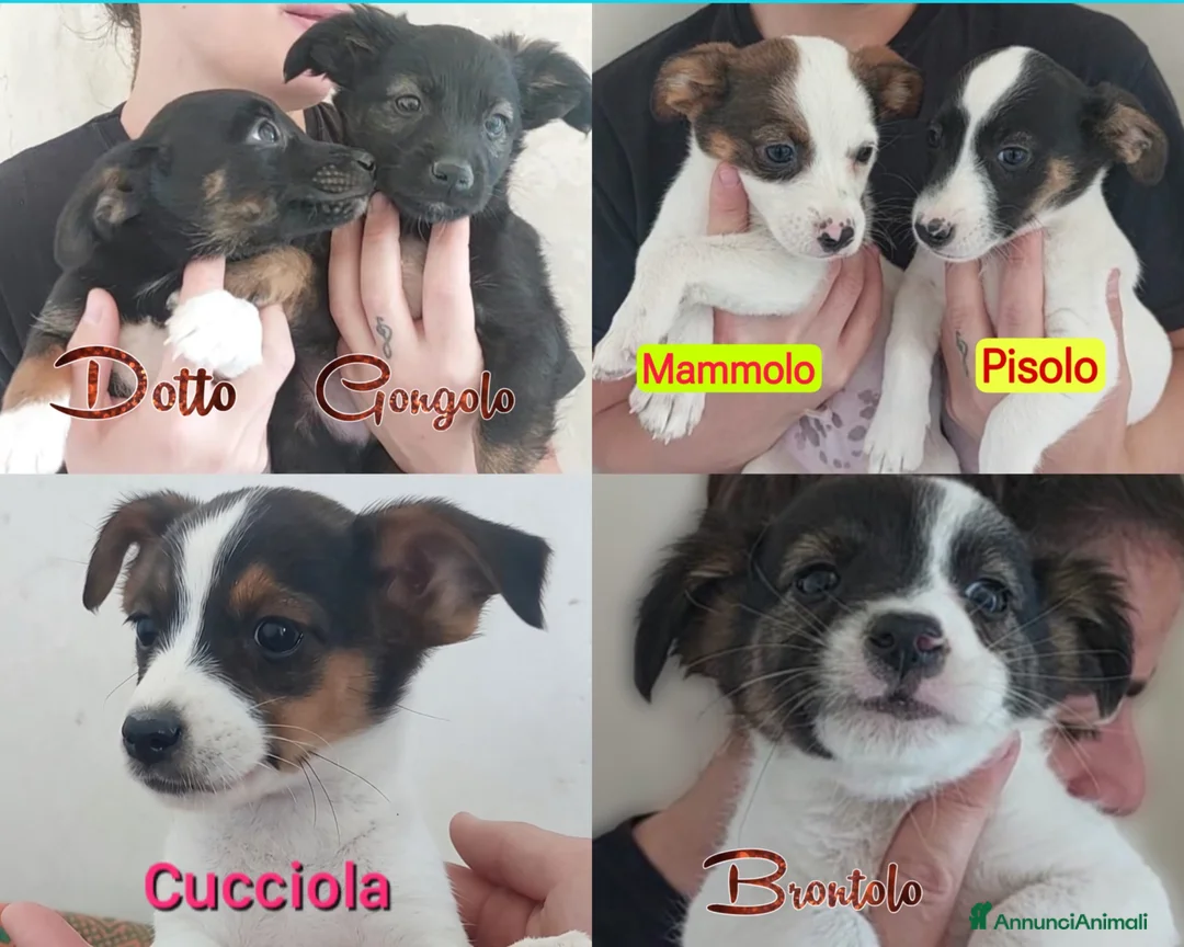 Meticcio cani in regalo: Cuccioli di 3 mesi simil jackrussel tg piccola  - Annuncio 1