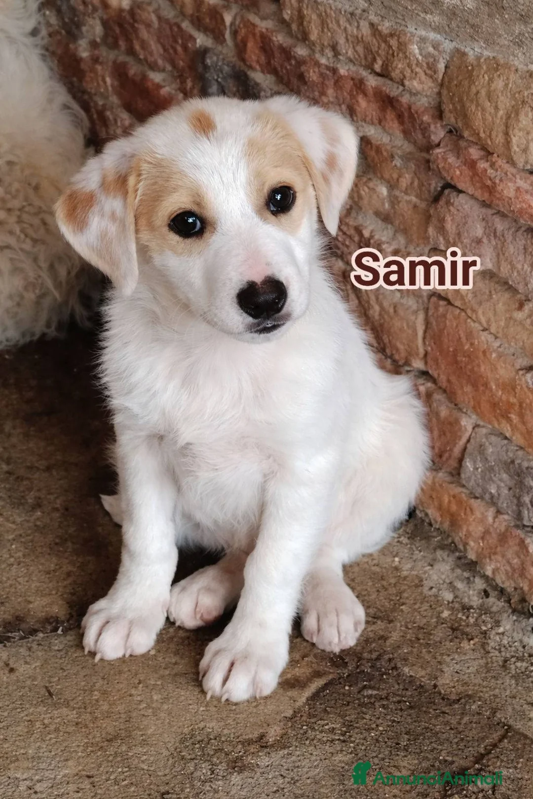 Meticcio cani in regalo: Samir, Bora e Brigitte - Annuncio 4