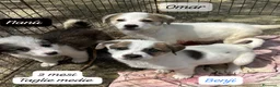 Meticcio cani in regalo: Cuccioli, non hanno chiesto di nascere  a Provincia di Brescia - Annuncio 2