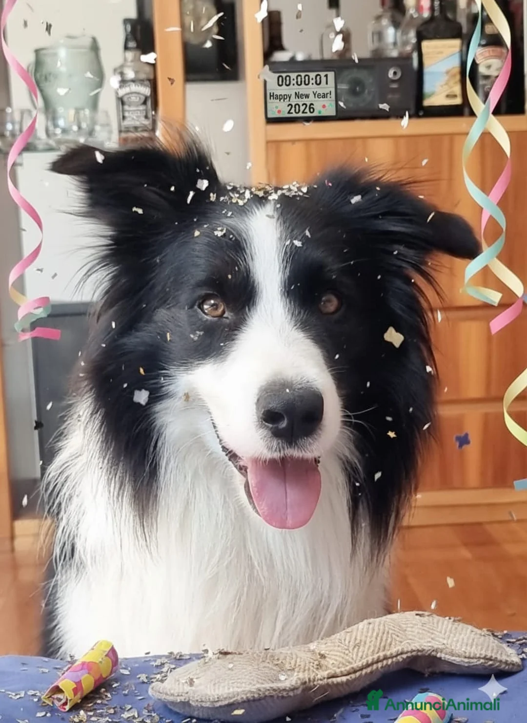 Bearded Collie cani per accoppiamento: border collie per monta - Annuncio 7