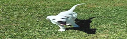 Meticcio cani in regalo: YOSHI 💙-cucciolo mix pastore, chiami per lui 😢? a Provincia di Imperia - Annuncio 2
