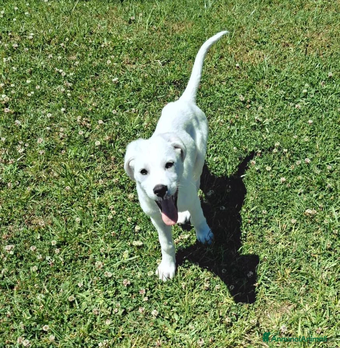 Meticcio cani in regalo: YOSHI 💙-cucciolo mix pastore, chiami per lui 😢? a Provincia di Imperia - Annuncio 2