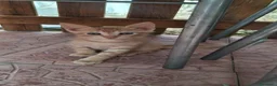 Meticcio gatti in regalo: GATTINI ROSSI - Annuncio 5