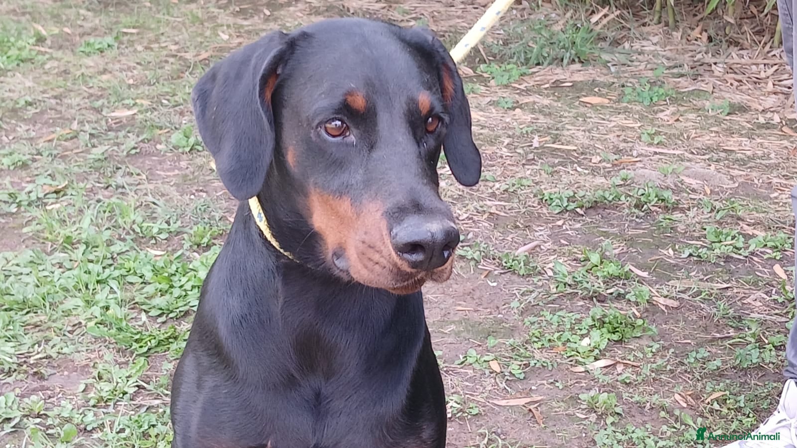 Dobermann cani IL BELLISSIMO APOLLE HA BISOGNO DI TE, IN ADOZIONE - Annuncio 2