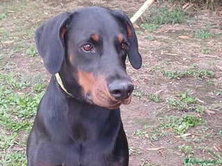 Dobermann cani IL BELLISSIMO APOLLE HA BISOGNO DI TE, IN ADOZIONE - Annuncio 2