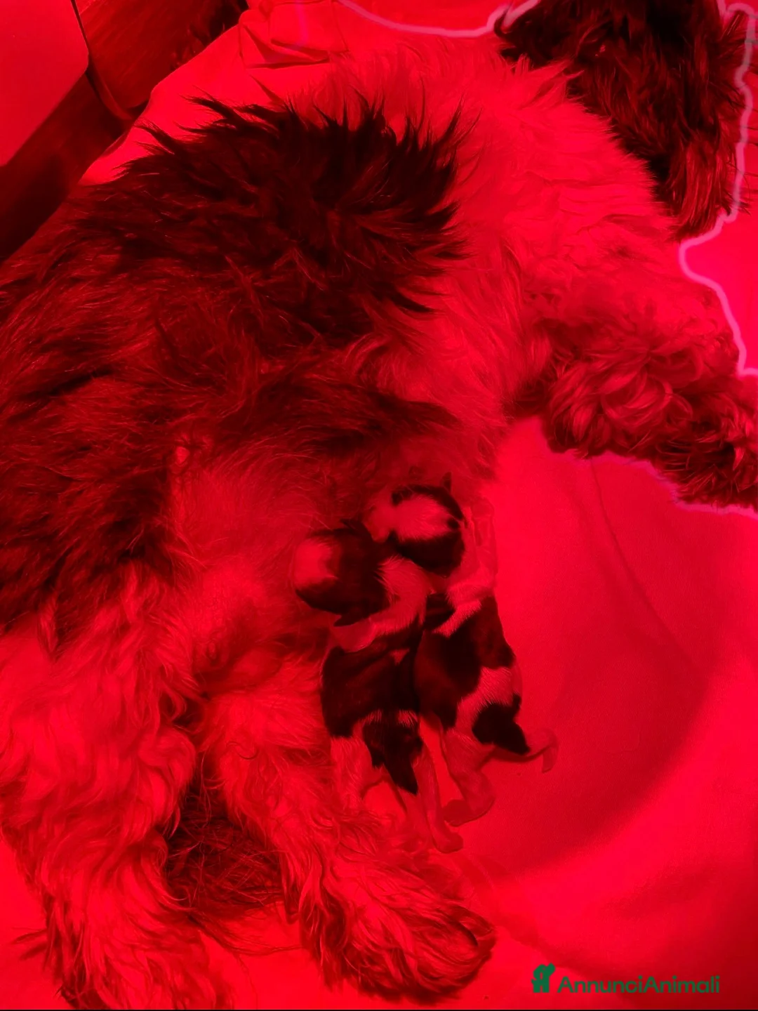 Shih Tzu cani in vendita: Cuccioli di shihtzu  - Annuncio 11