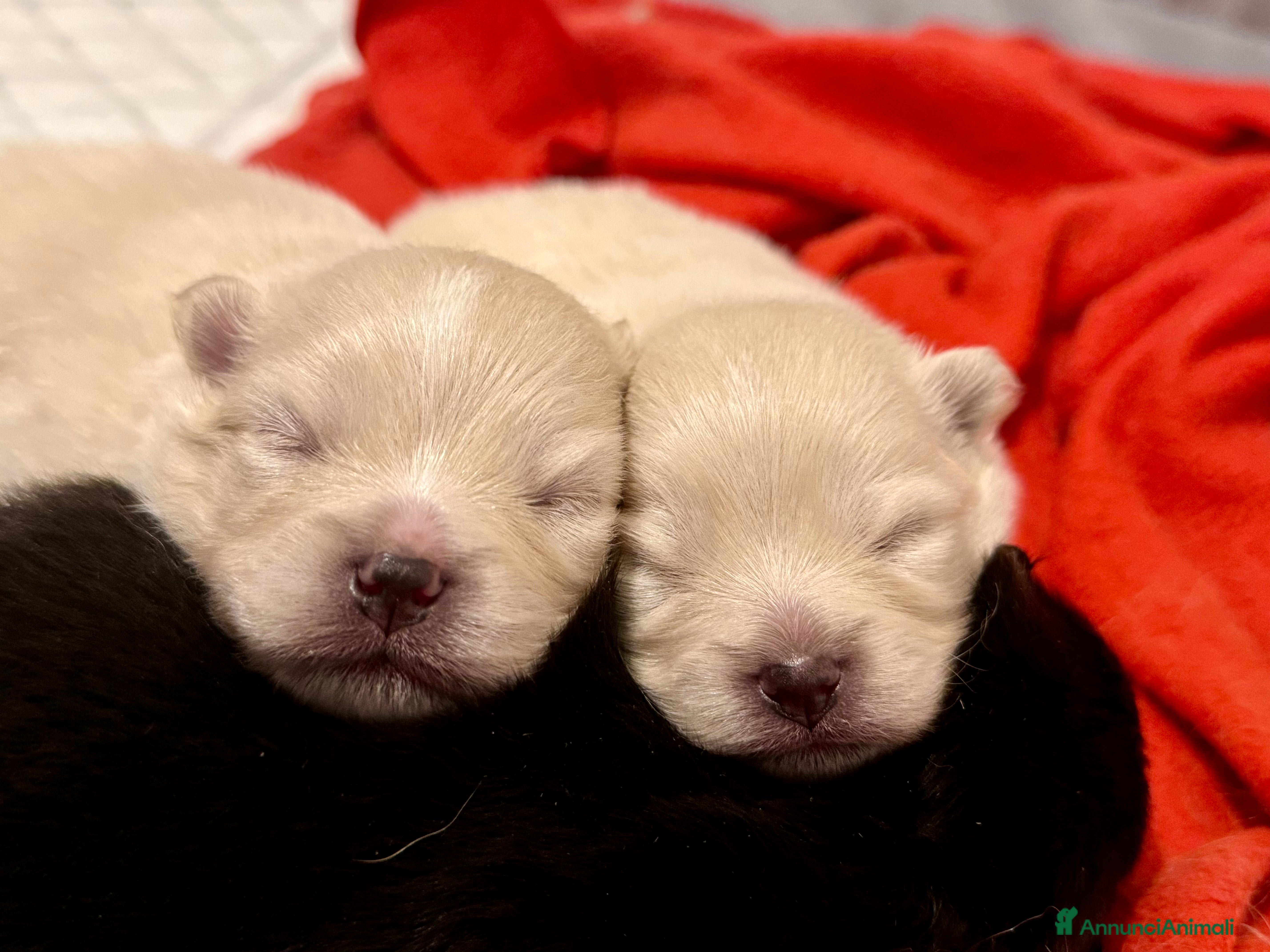 Volpino Pomerania cani Volpini - Annuncio 2