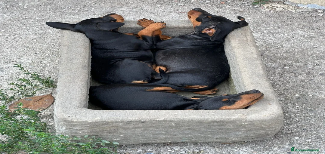 Immagine della galleria {{count}}