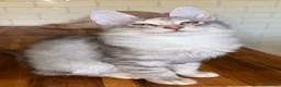Angora turco gatti in vendita: Gatta di razza Angora Turco - Bella - Annuncio 5
