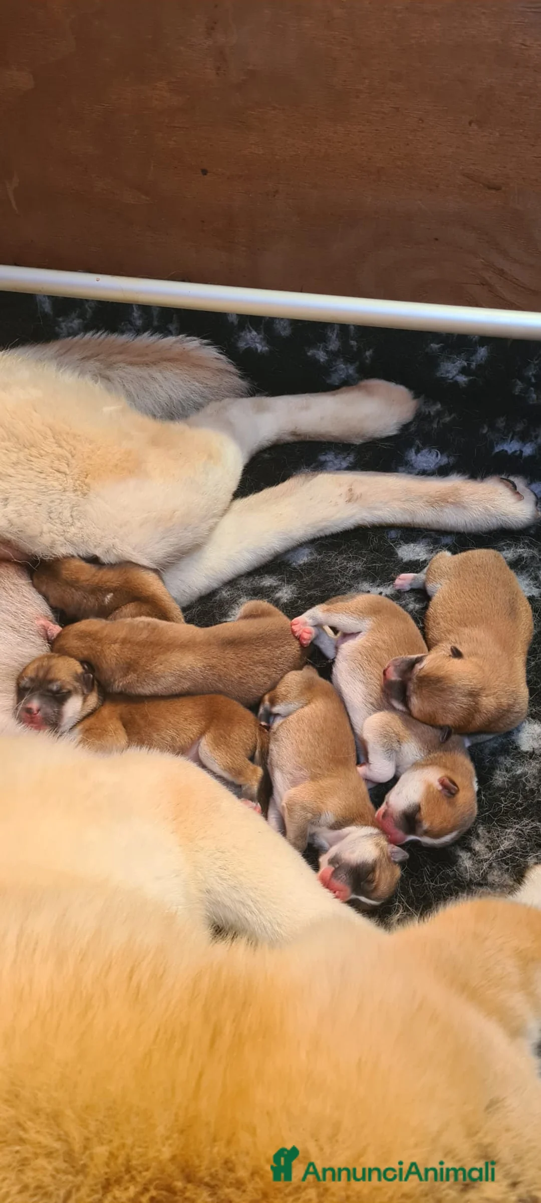 Akita Inu cani in vendita: ULTIMA CUCCIOLA DISPONIBILE DI AKITA INU LOMBARDIA - Annuncio 1