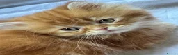 Persiano gatti in vendita: Persiano rosso vivace e coccolone - Annuncio 5