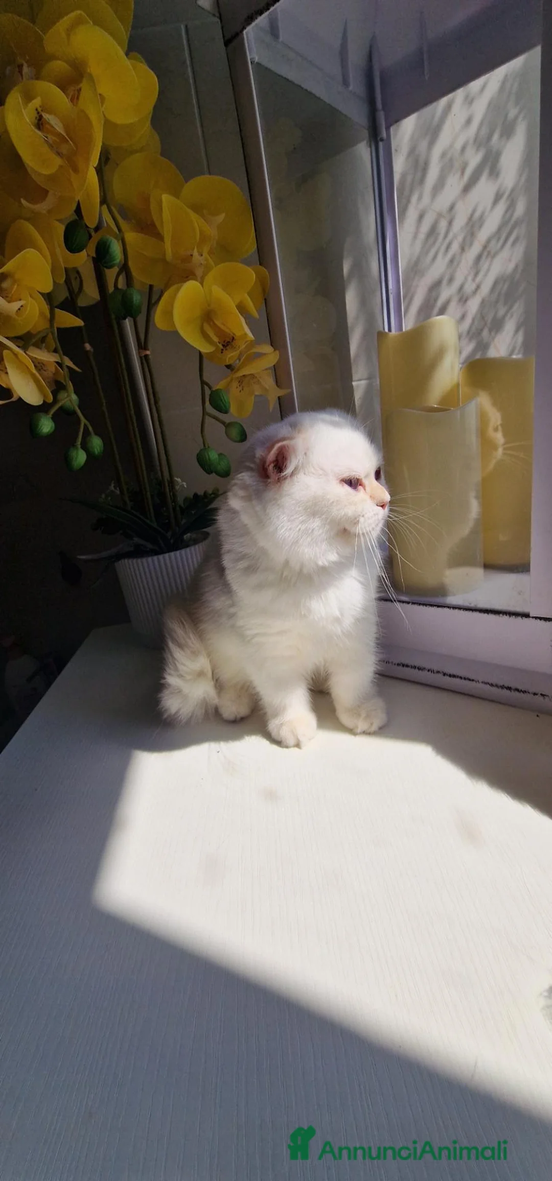 Scottish gatti in vendita: Scottish Fold  - Annuncio 2