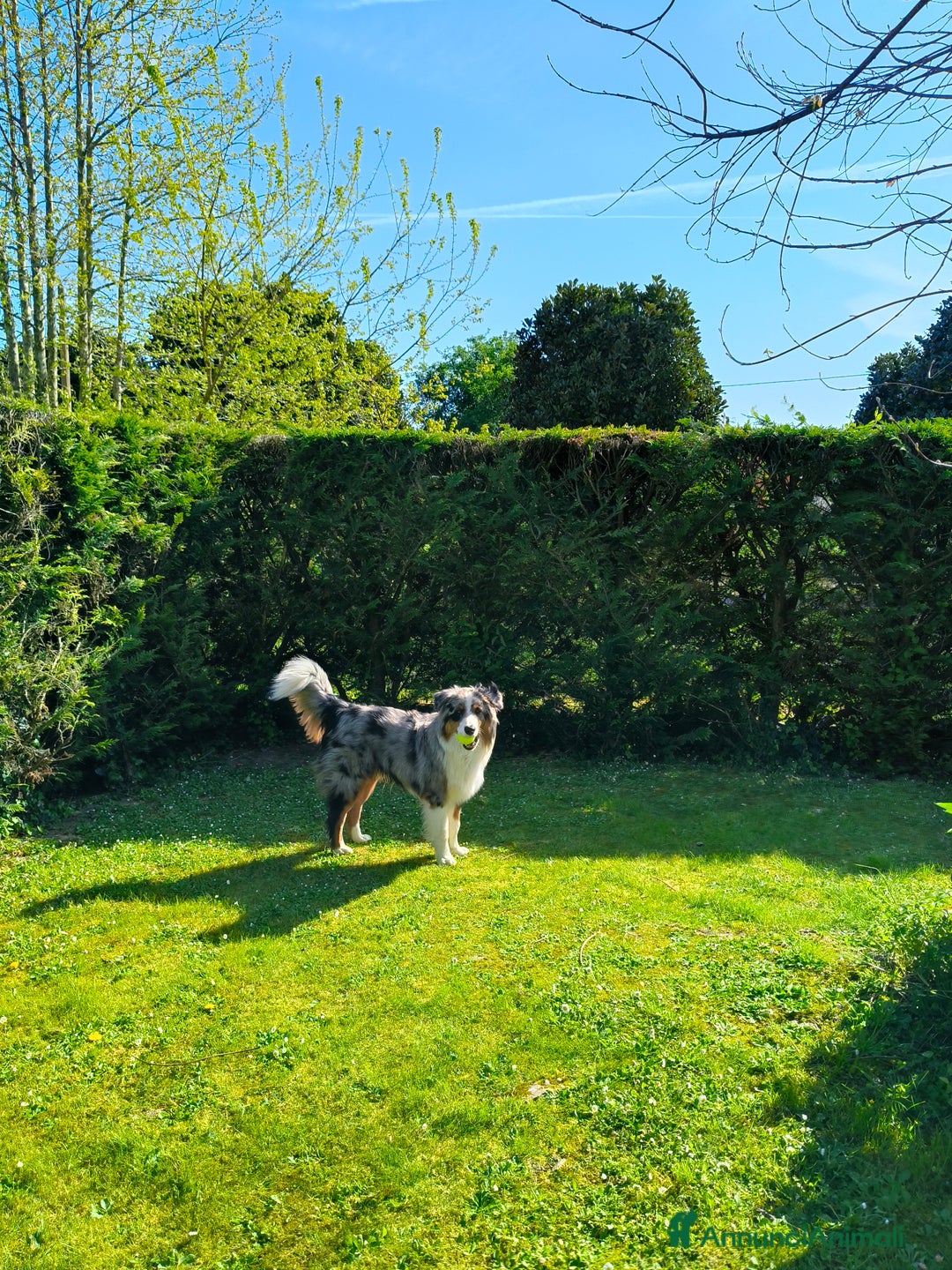 Australian Shepherd cani per accoppiamento: Cane da riproduzione - Annuncio 2