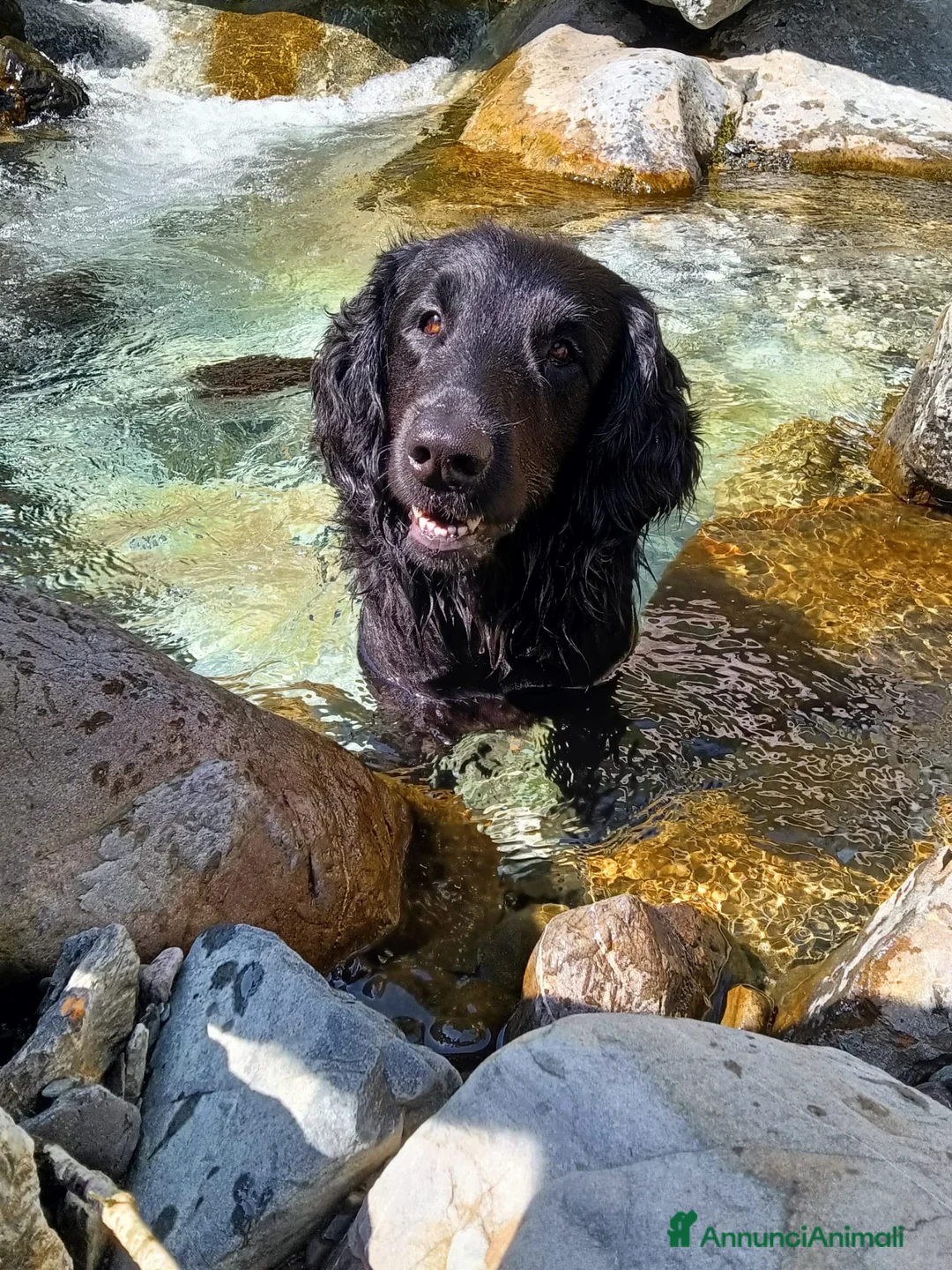 Flat Coated cani per accoppiamento: Maschio di Flat Coated Retriever per accoppiamento - Annuncio 1