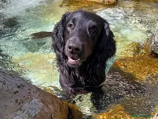 Flat Coated cani Maschio di Flat Coated Retriever per accoppiamento - Annuncio 1