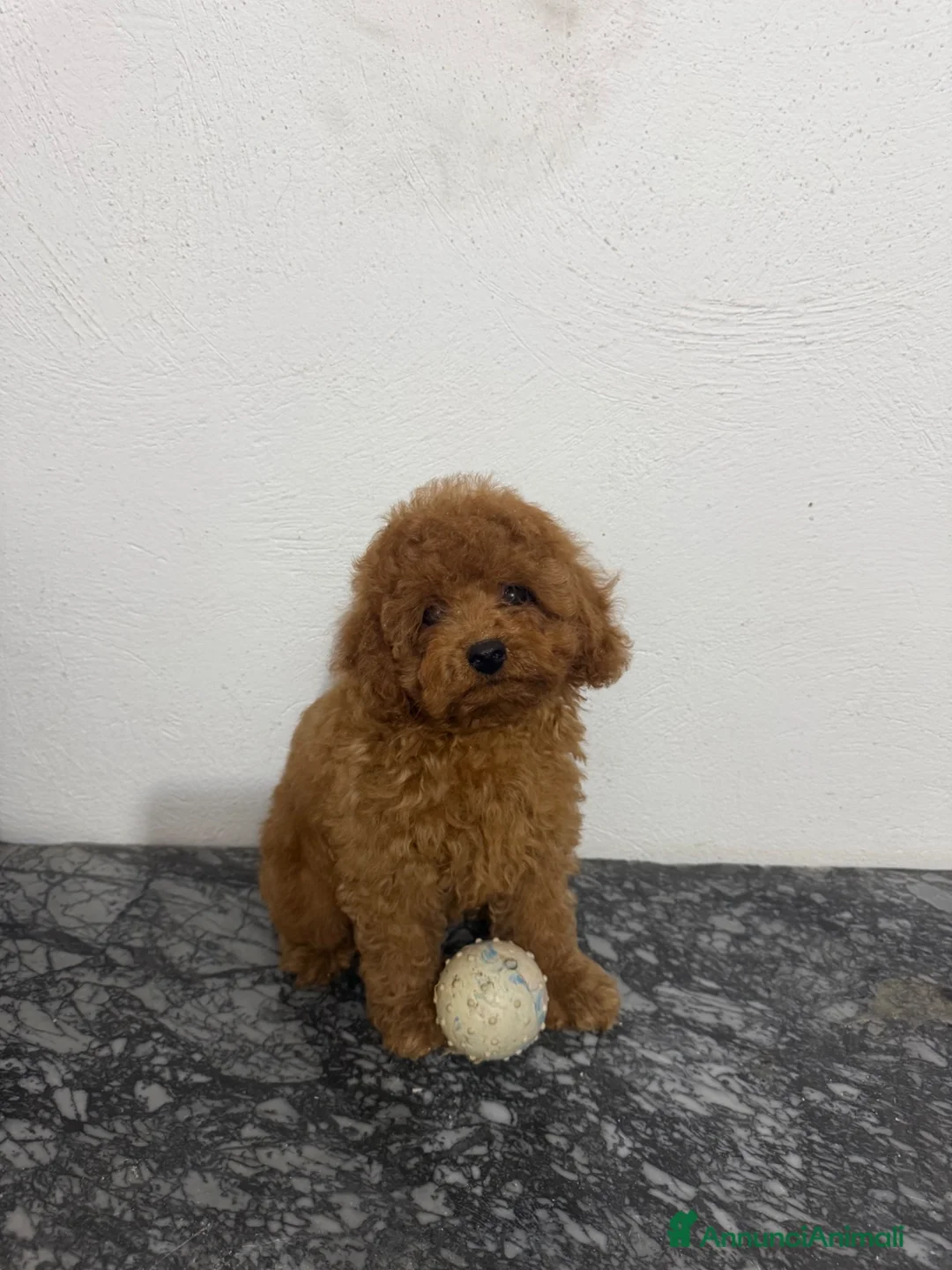 Barboncino Toy cani in vendita: barboncini toy  - Annuncio 2