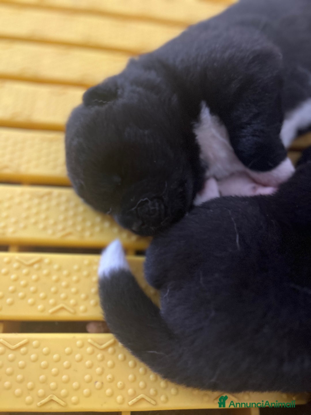Akita Americano cani in vendita: Cuccioli di Akita americano - Annuncio 5