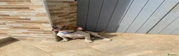 Jack Russell cani in vendita: Cuccioli Jack Russell cercano casa - Annuncio 16