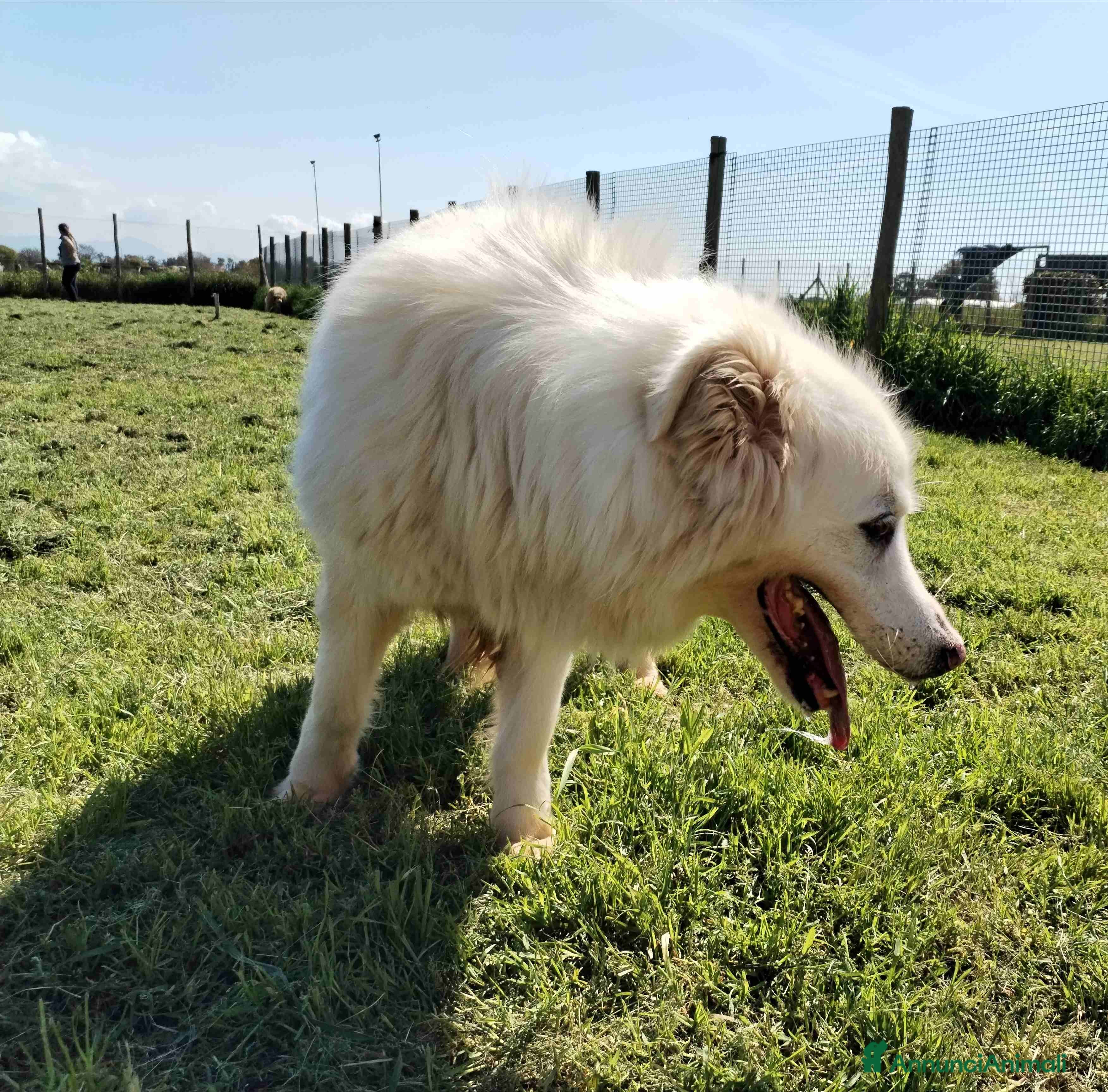 Pastore Maremmano cani Urge casa per Nonnina Cleopatra  a Provincia di Latina - Annuncio 2