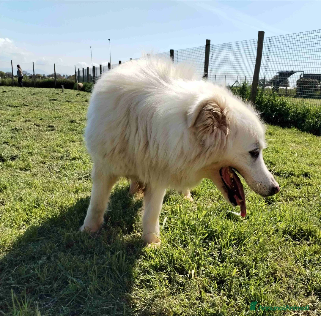 Pastore Maremmano cani in regalo: Urge casa per Nonnina Cleopatra  a Provincia di Latina - Annuncio 2