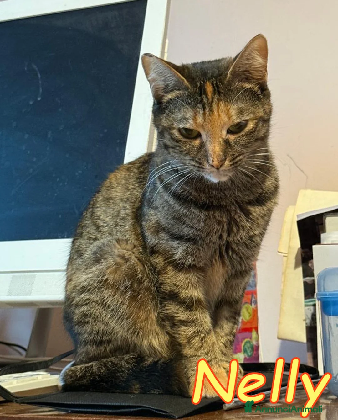 Europeo gatti in regalo: 😔 Mya e Nelly gattine buonissime 😺 - Annuncio 2