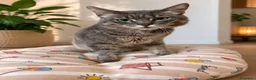 Certosino gatti in regalo: Incrocio certosino di un anno - Annuncio 1